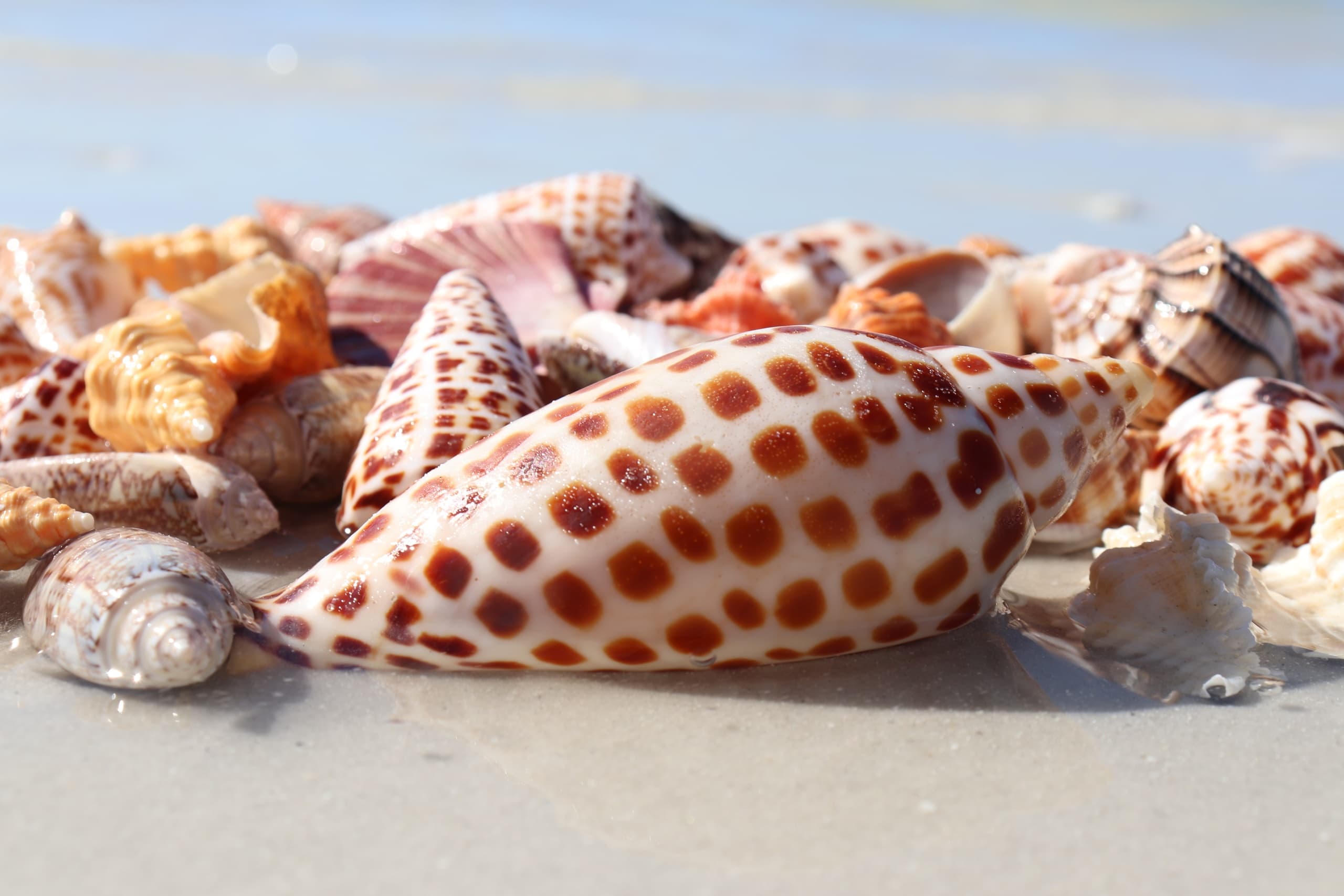Breakwater Adventures Early Bird Shelling Tour