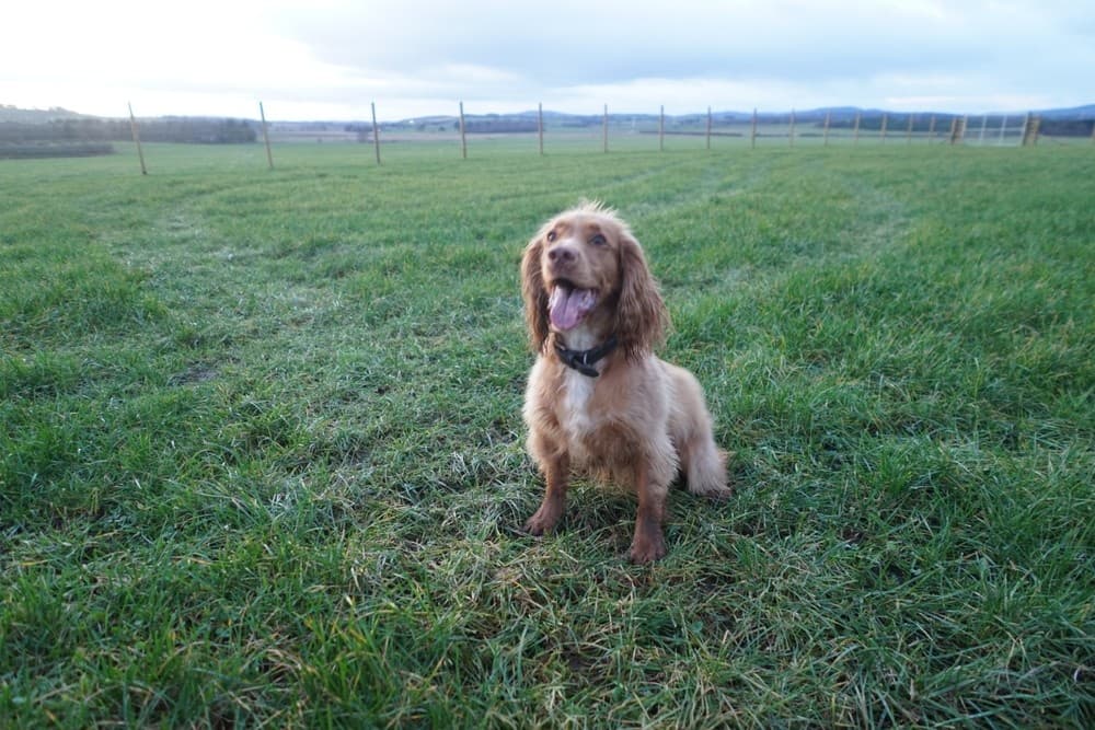 Westhill Muddy Paws Open Field 1