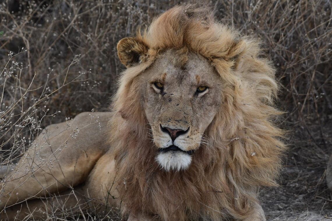Lion's Share Safari