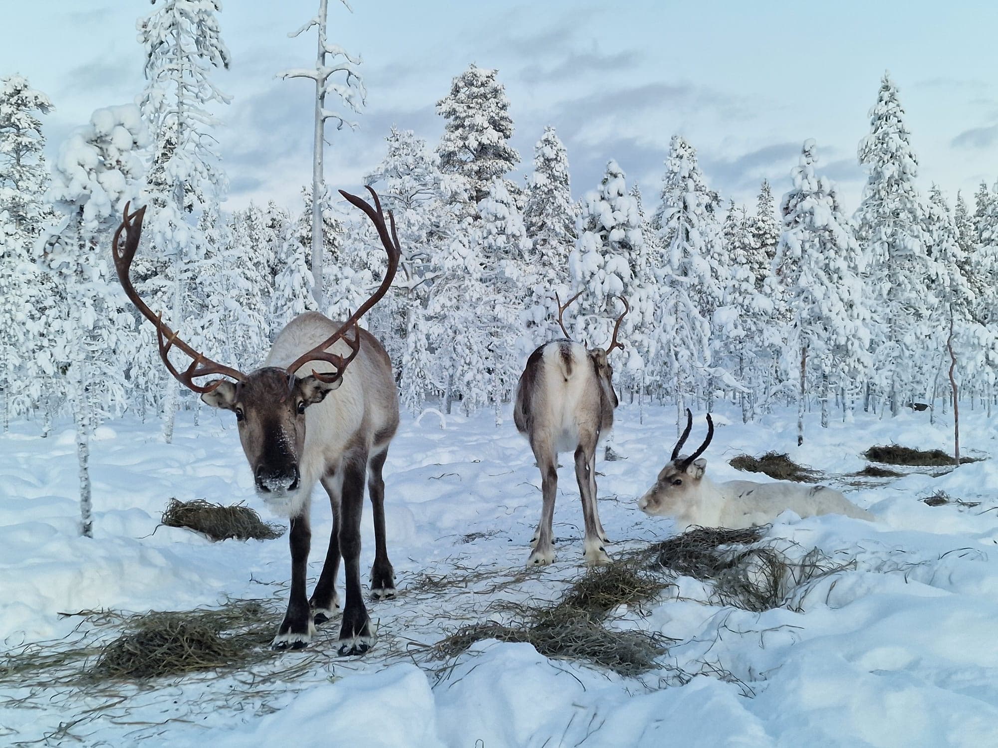 Moment with reindeer