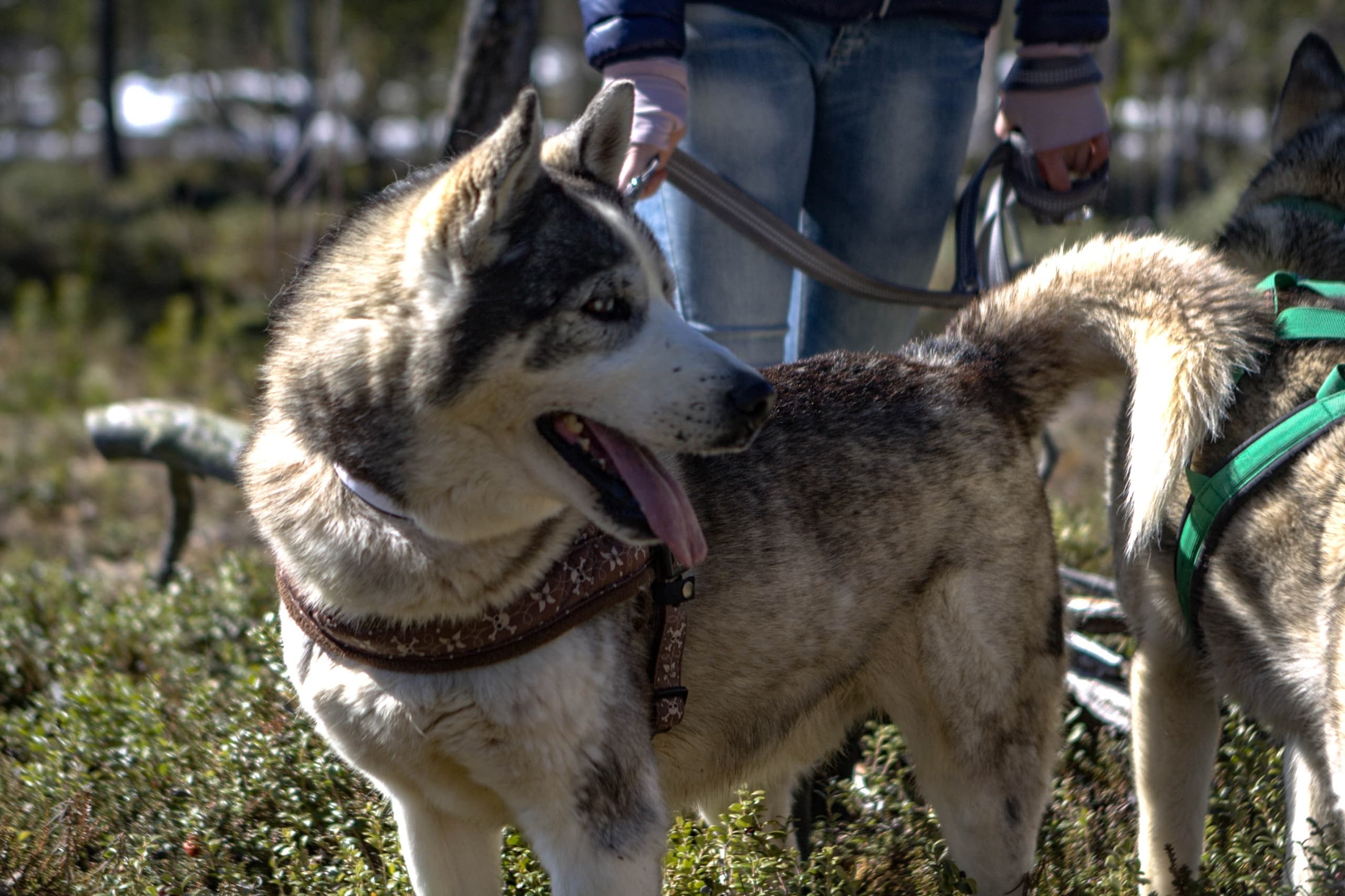 Hike with Huskies