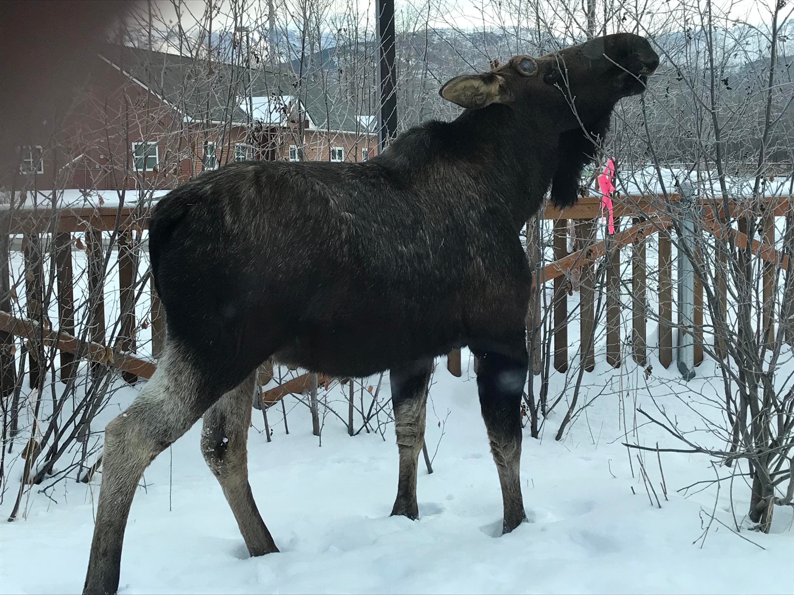 Winter - The All-in-One Anchorage Experience: City Highlights, Halibut Sandwich, Wildlife & Alyeska Tram
