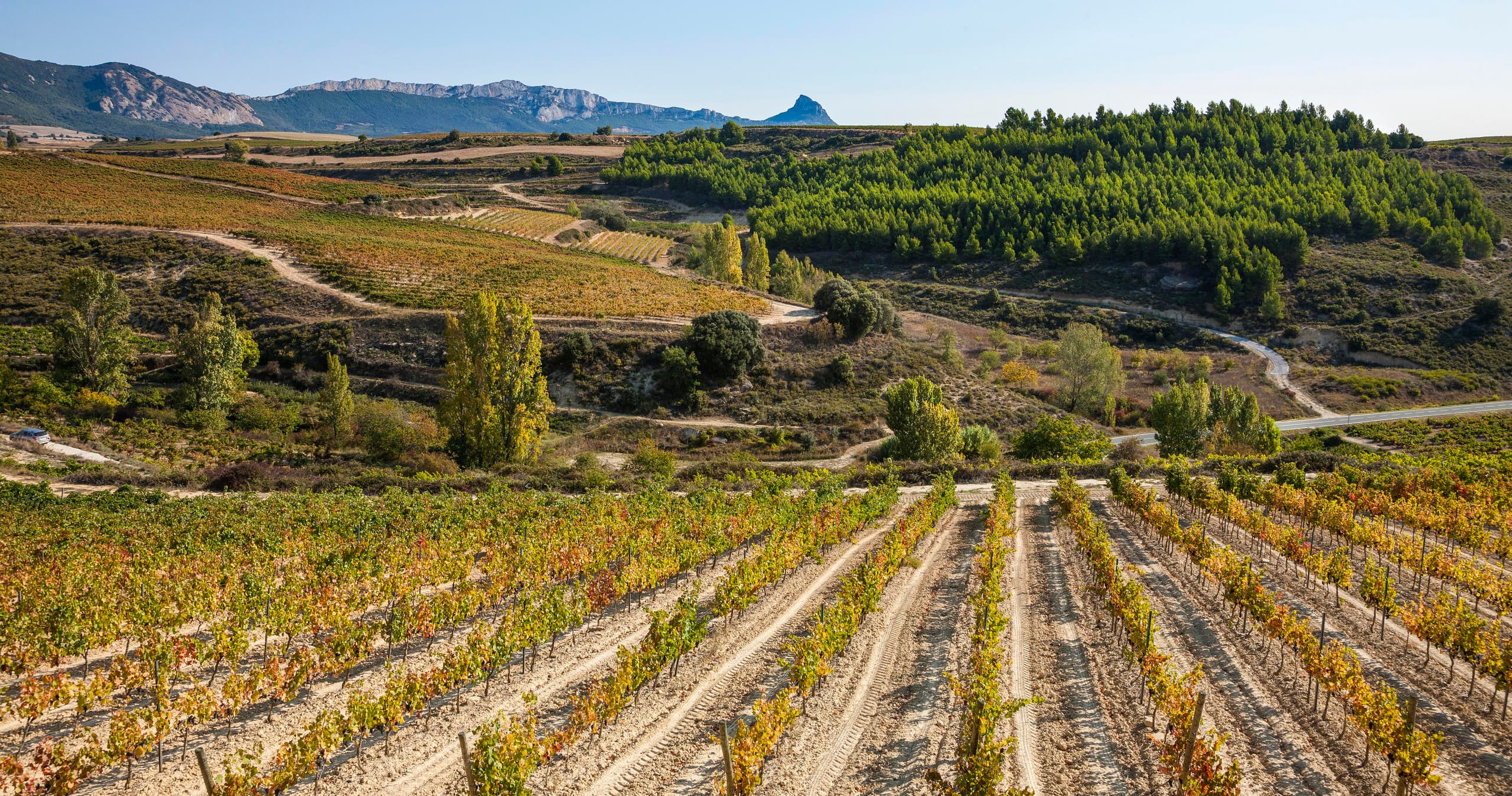 Tour de vinos Rioja: bodega y almuerzo tradicional desde Bilbao