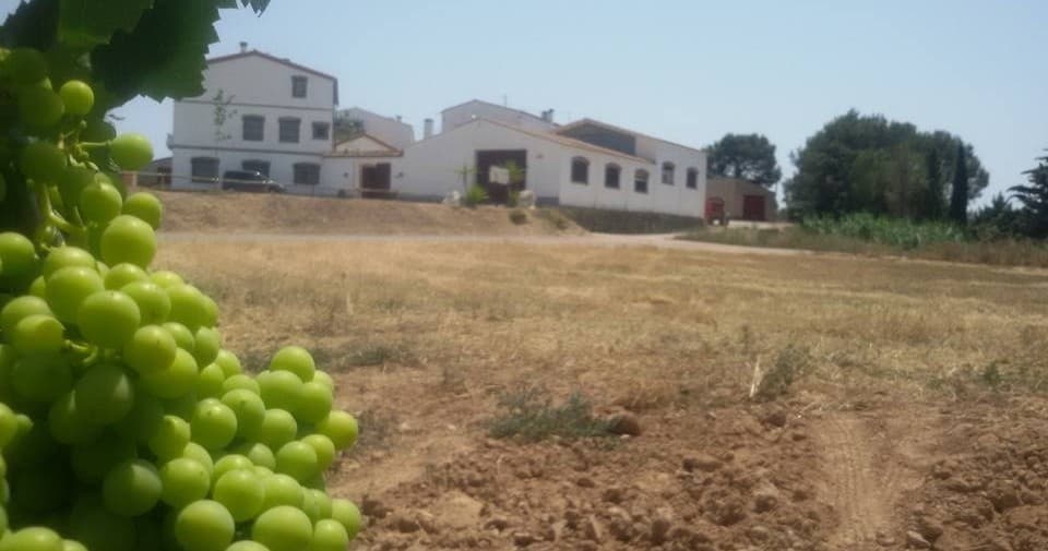 Barraca entre viñedos