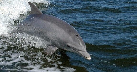 Public Dolphin Tour