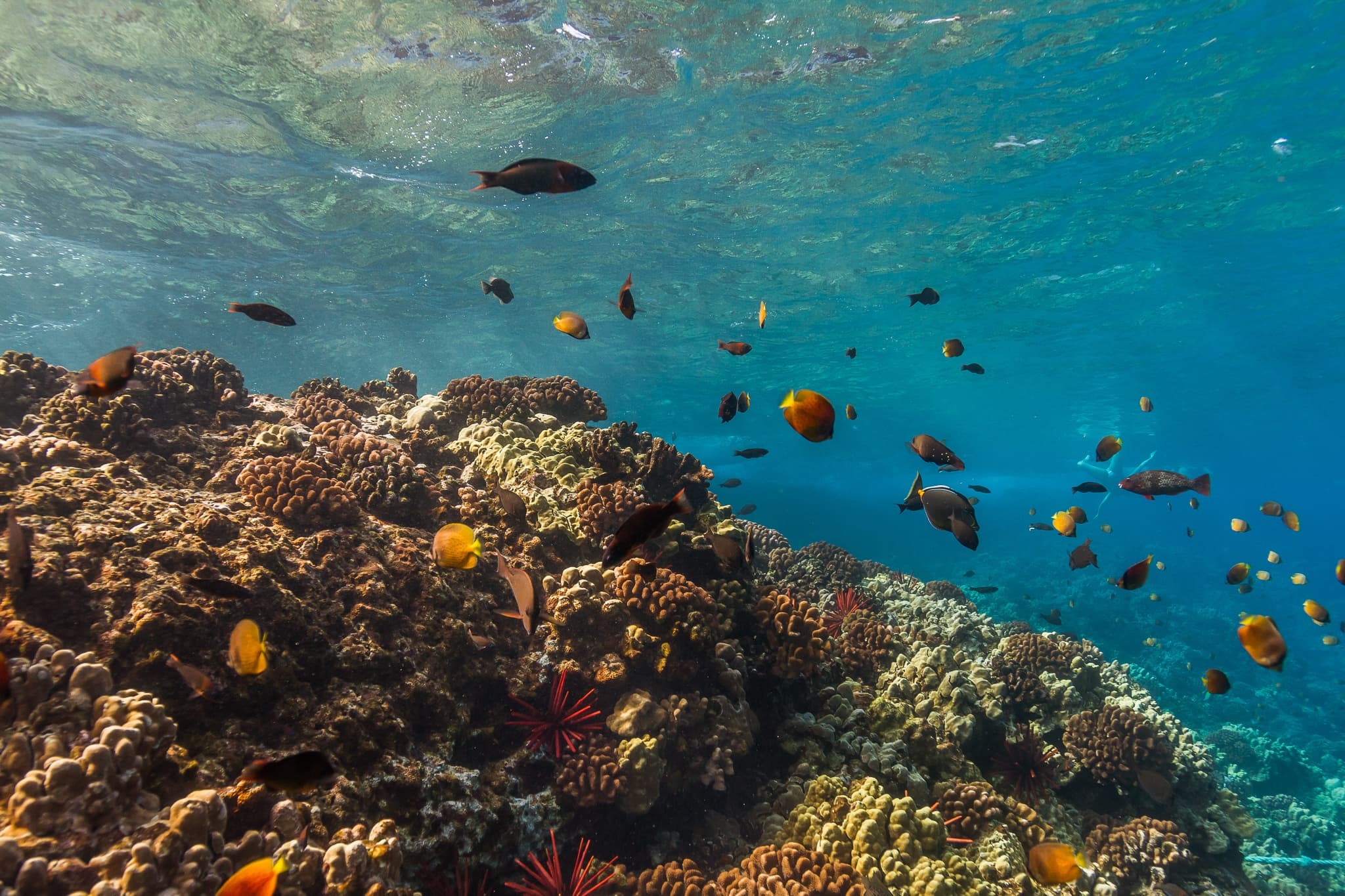 Turtle Reef Snorkel