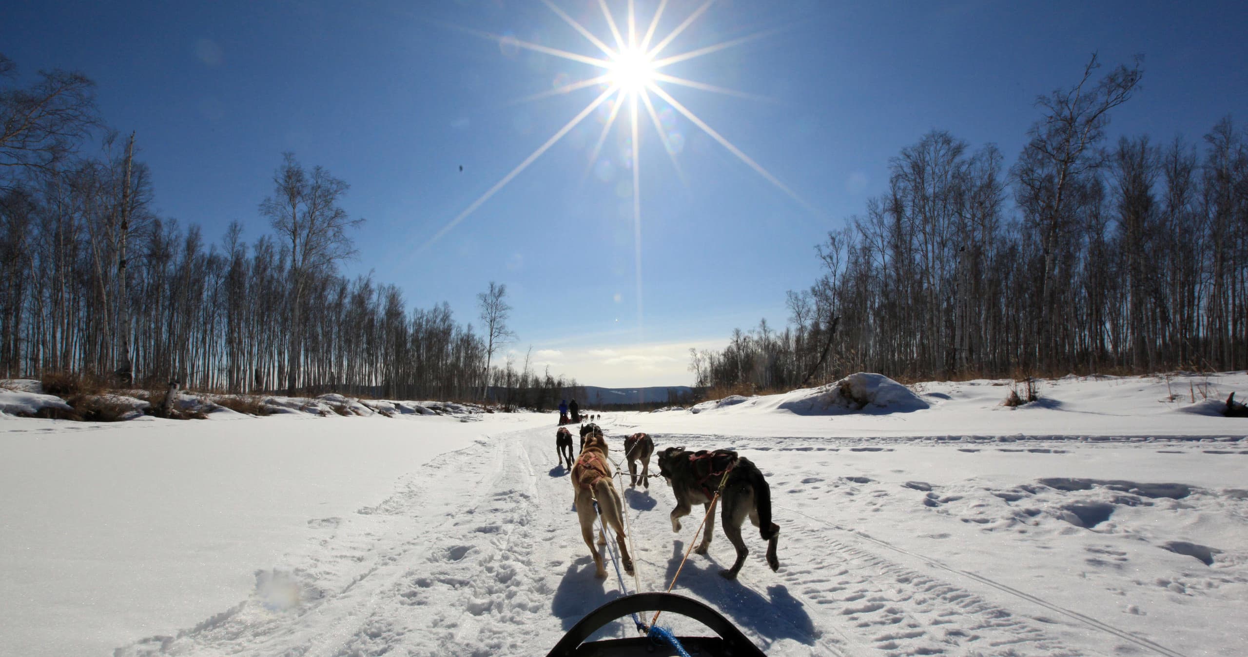 Dog Mushing Tour