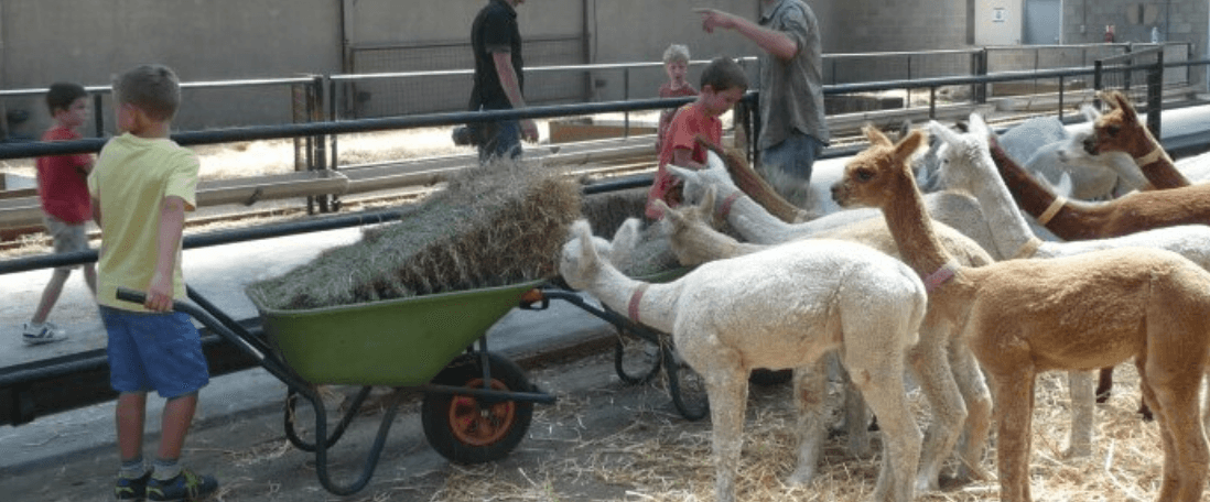 Junior Cursus Alpacaboer