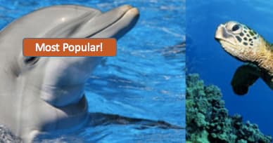 Dolphin & Shelling  Adventure Island Cruise
