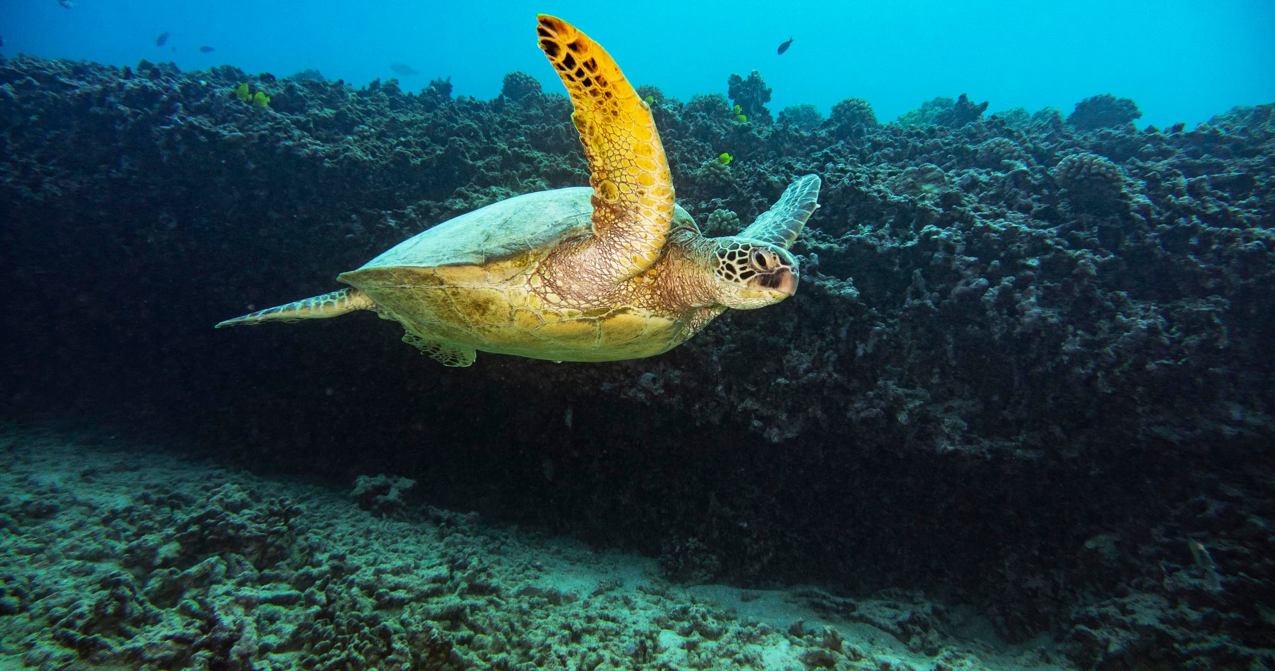 Coral Reef Dives