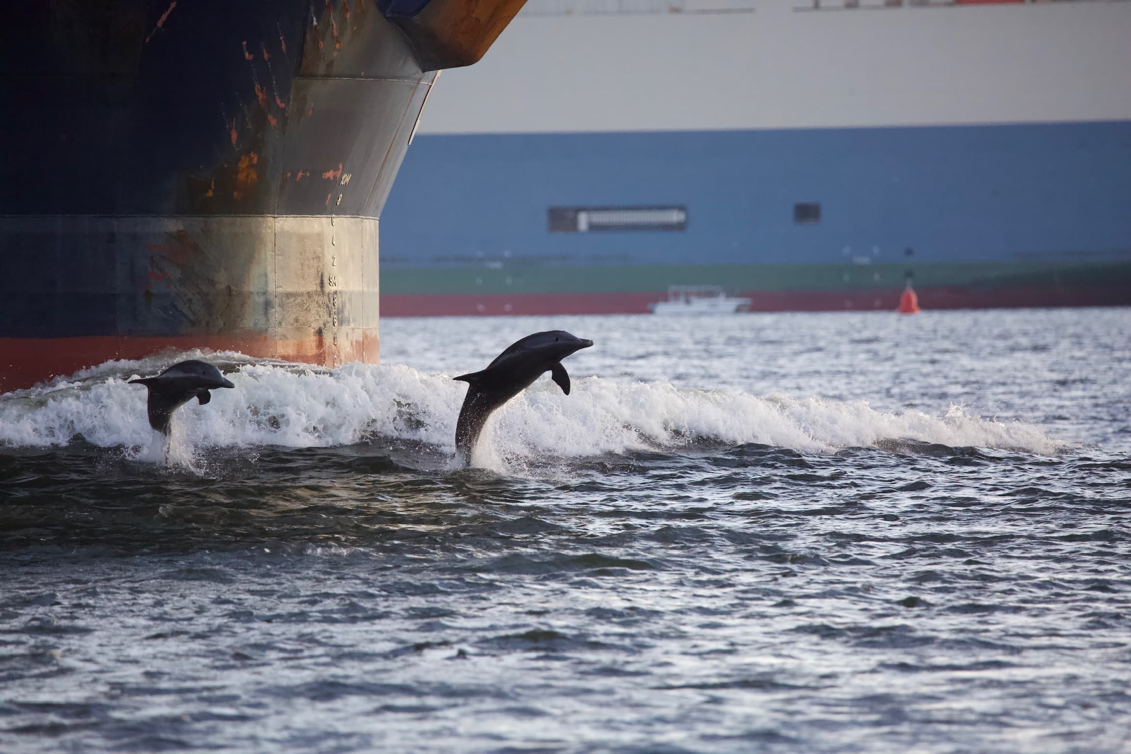 Charleston Dolphin Cruise