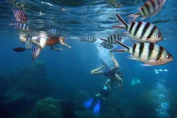 Snorkelling at Tabarca Island