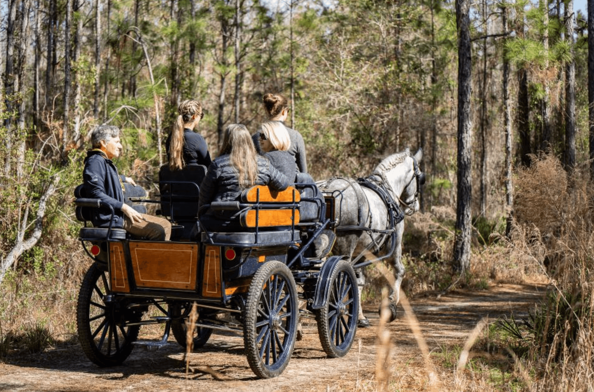 Goethe Carriage Ride
