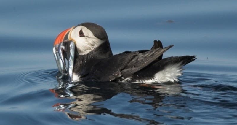 Puffin Safari