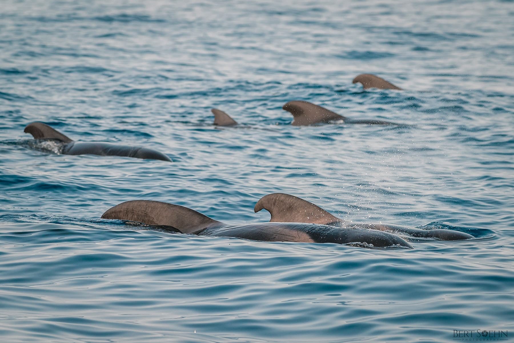 Tenerife Whale & Dolphin Observation (Shared Group Experience)