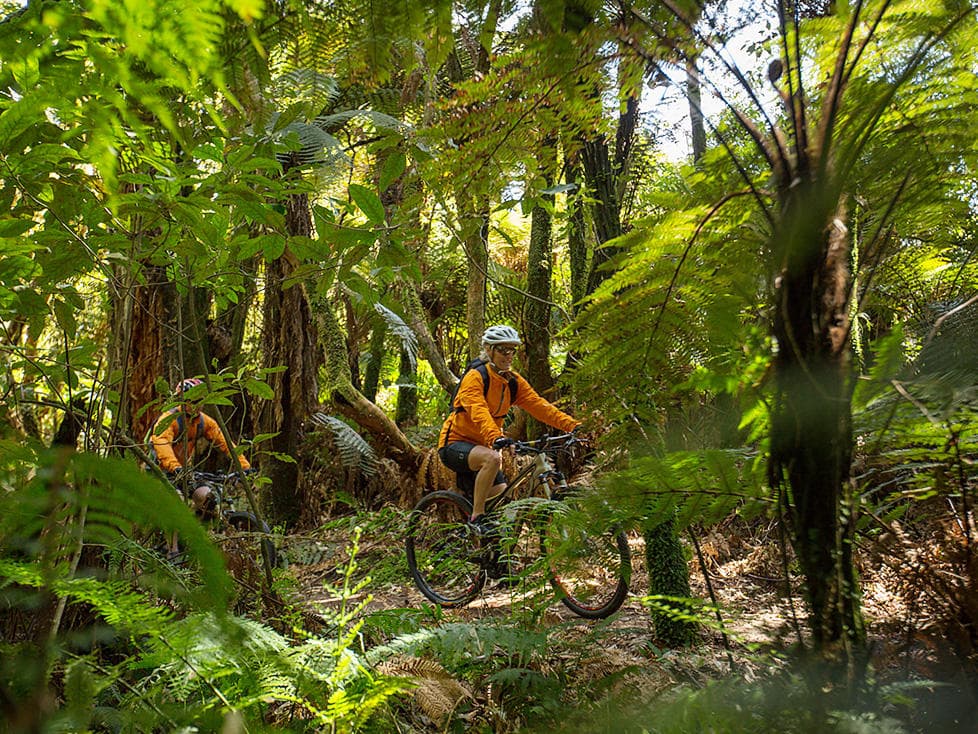 Ongarue to Timber Trail Lodge & Piropiro Shuttle Service 5:30pm