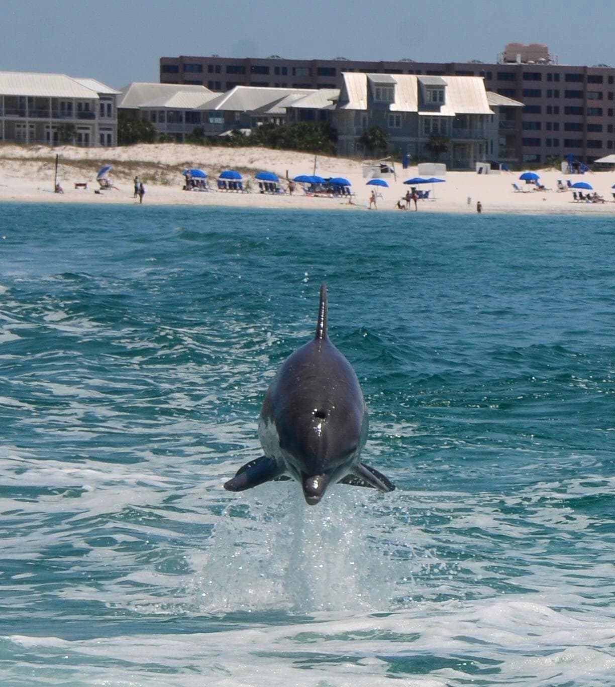 Dolphin Cruise Thrill Ride