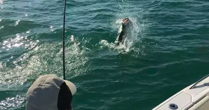 Tarpon Fishing Trip - Inshore