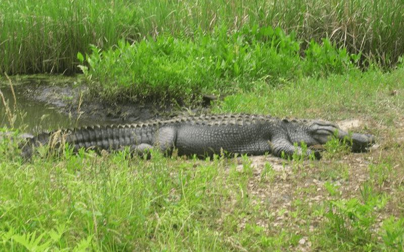 Alligator & Wildlife Tours