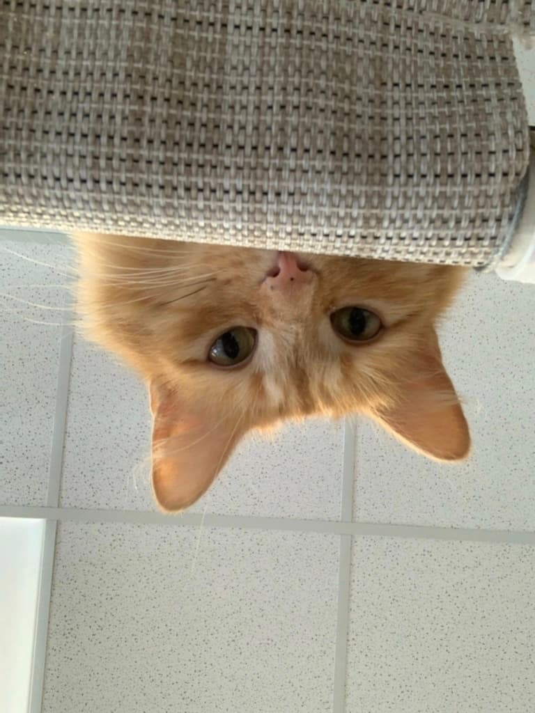Cat Lounge Visit