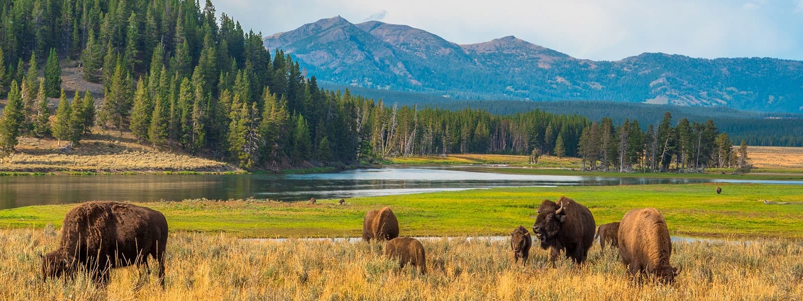 Yellowstone Lower Loop Tour (Jackson Hole) - Private