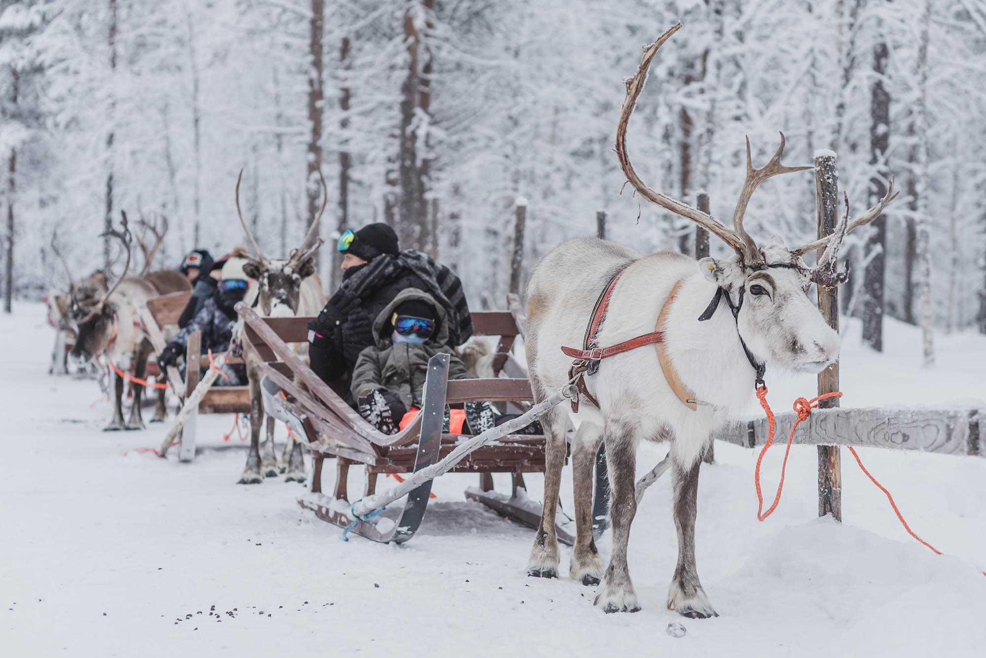 Kermikkä -- About 1,5 km Reindeer Sleigh Ride in Snowy Forest