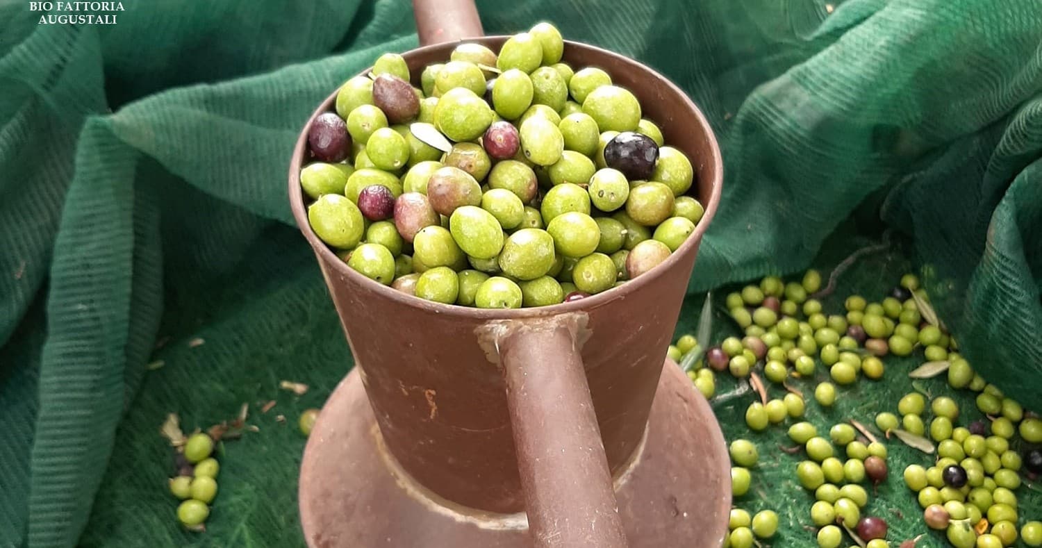 Olive Picking & Tasting Experience