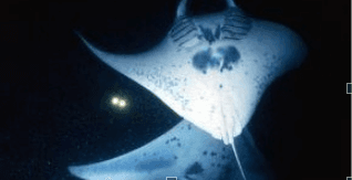Manta Ray Night Snorkeling
