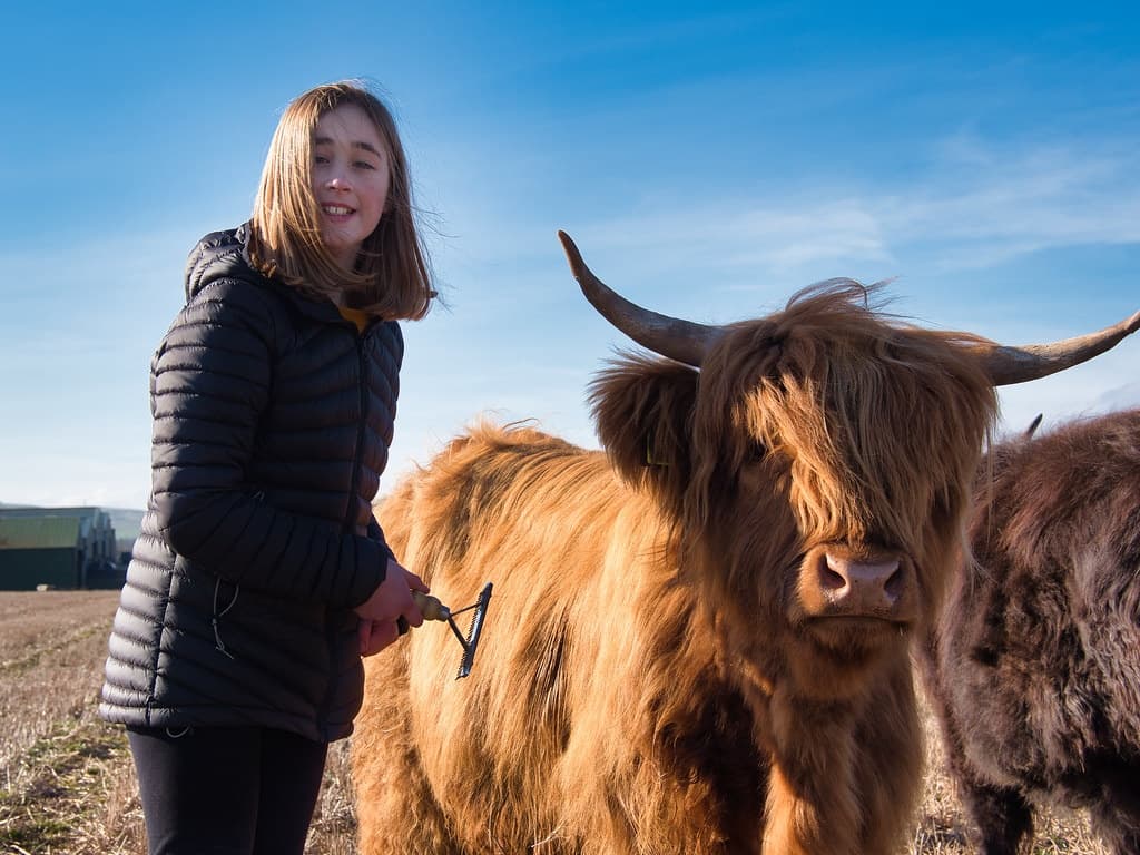 Highland Cow & Alpaca Experience