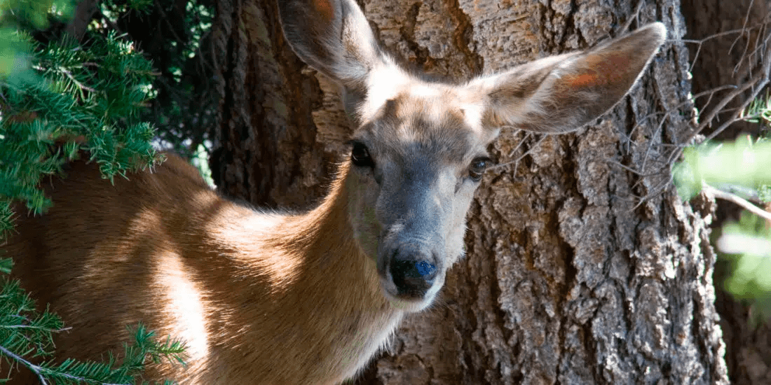 4 Day Yellowstone & Grand Teton Tour