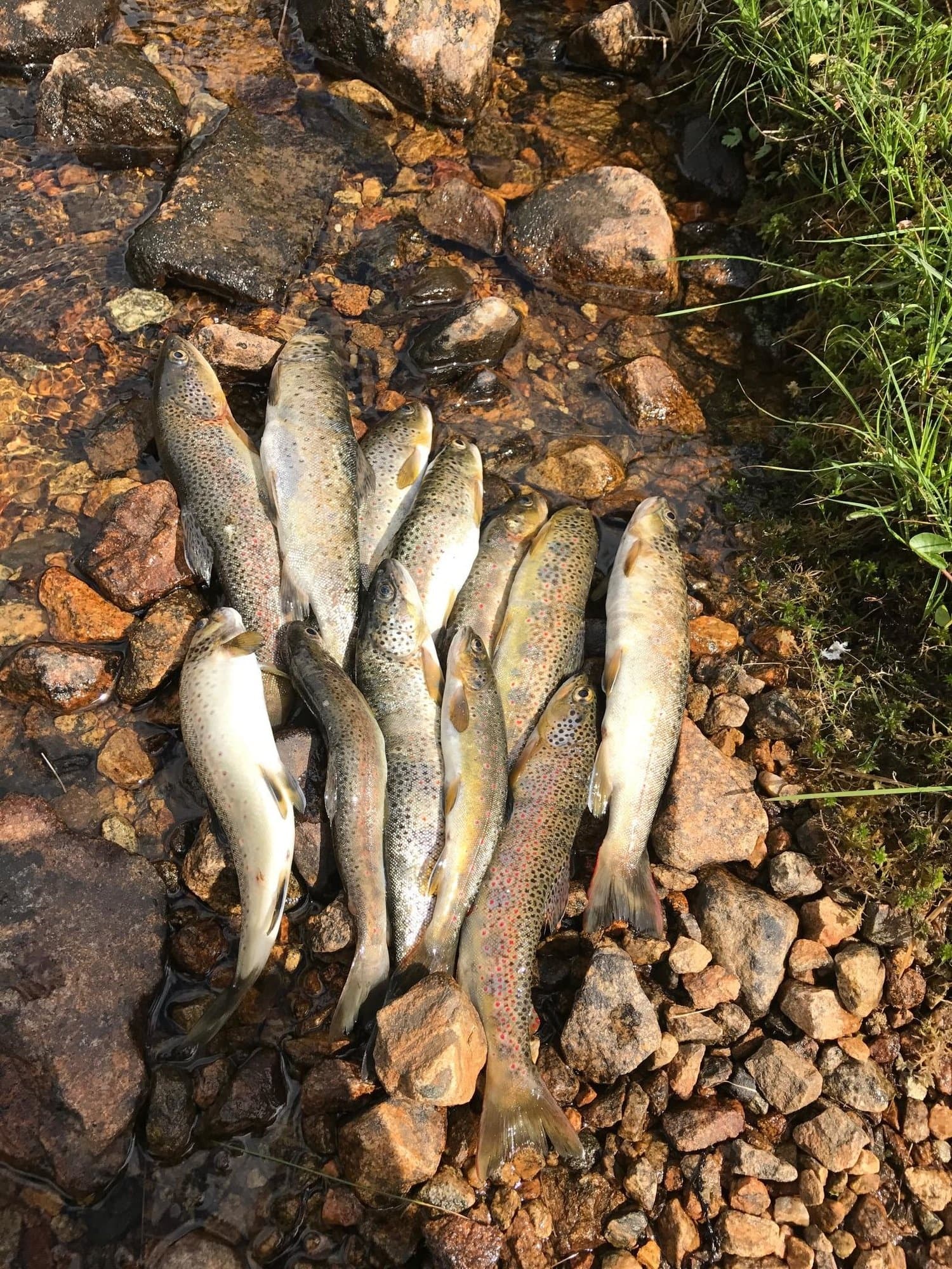 Fishing license