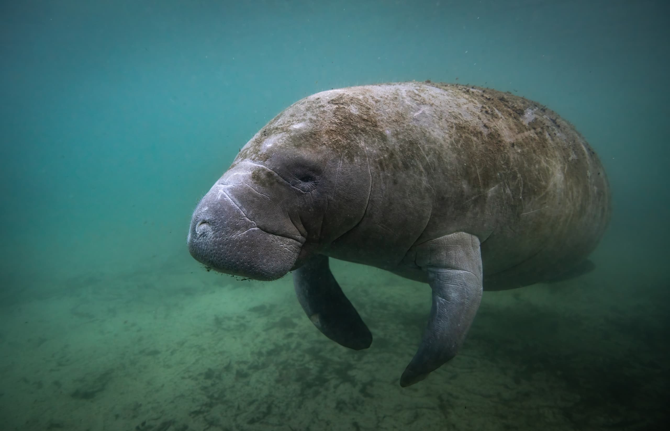 3 Hour Private Manatee Tour - 30ft Heated Deluxe Pontoon Restroom