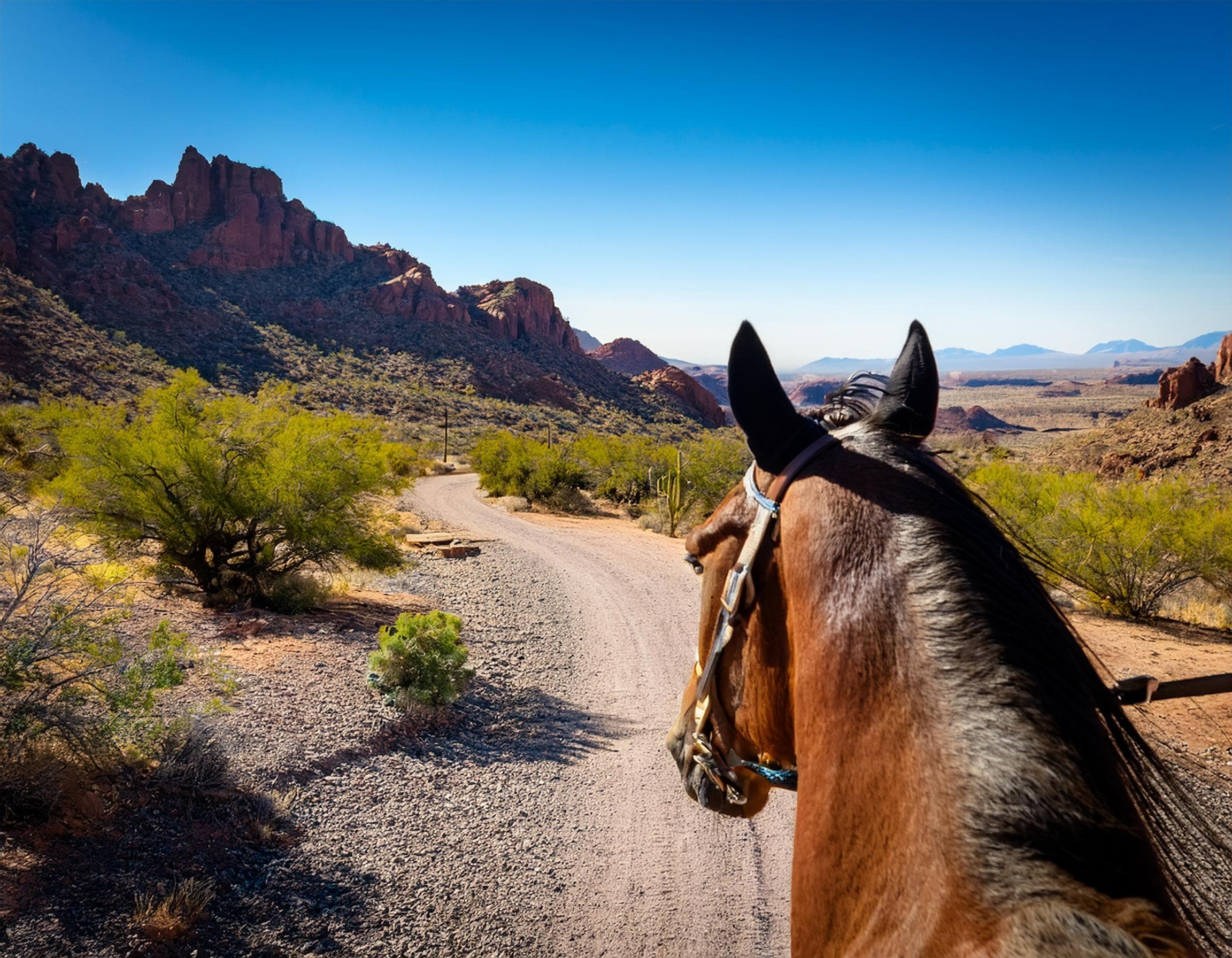 Saddle Up for Adventure: Black Mountains Trek, Oatman Exploration, and Historic Hotel Dining
