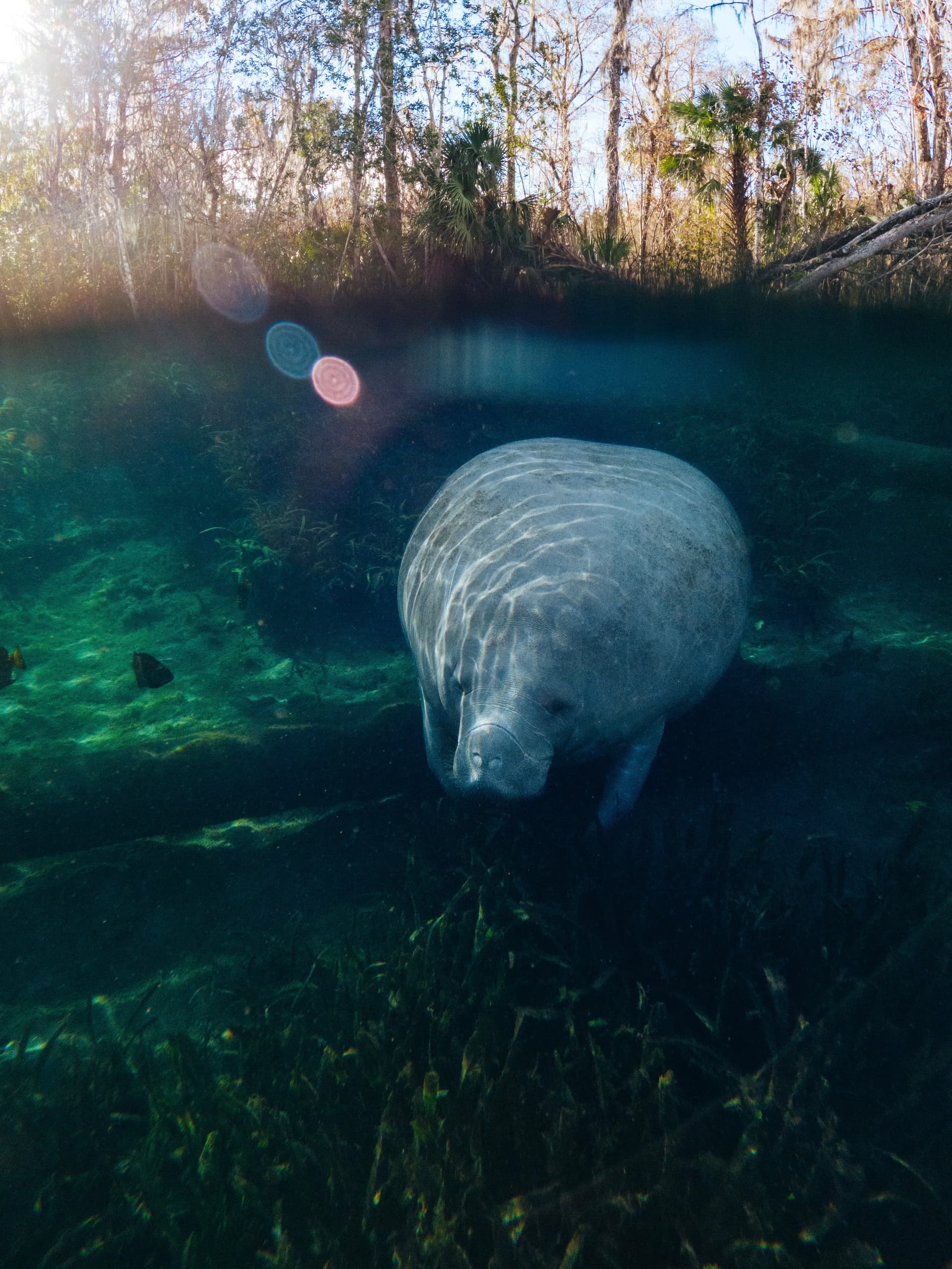 Silver Springs Clear Kayak Manatee Season Tour