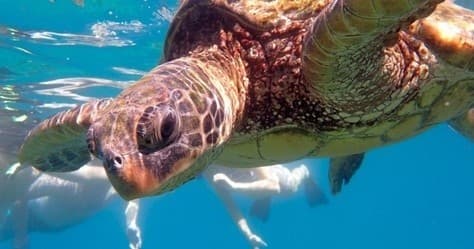 Snorkel Outrigger Canoe Tour from The Grand Wailea
