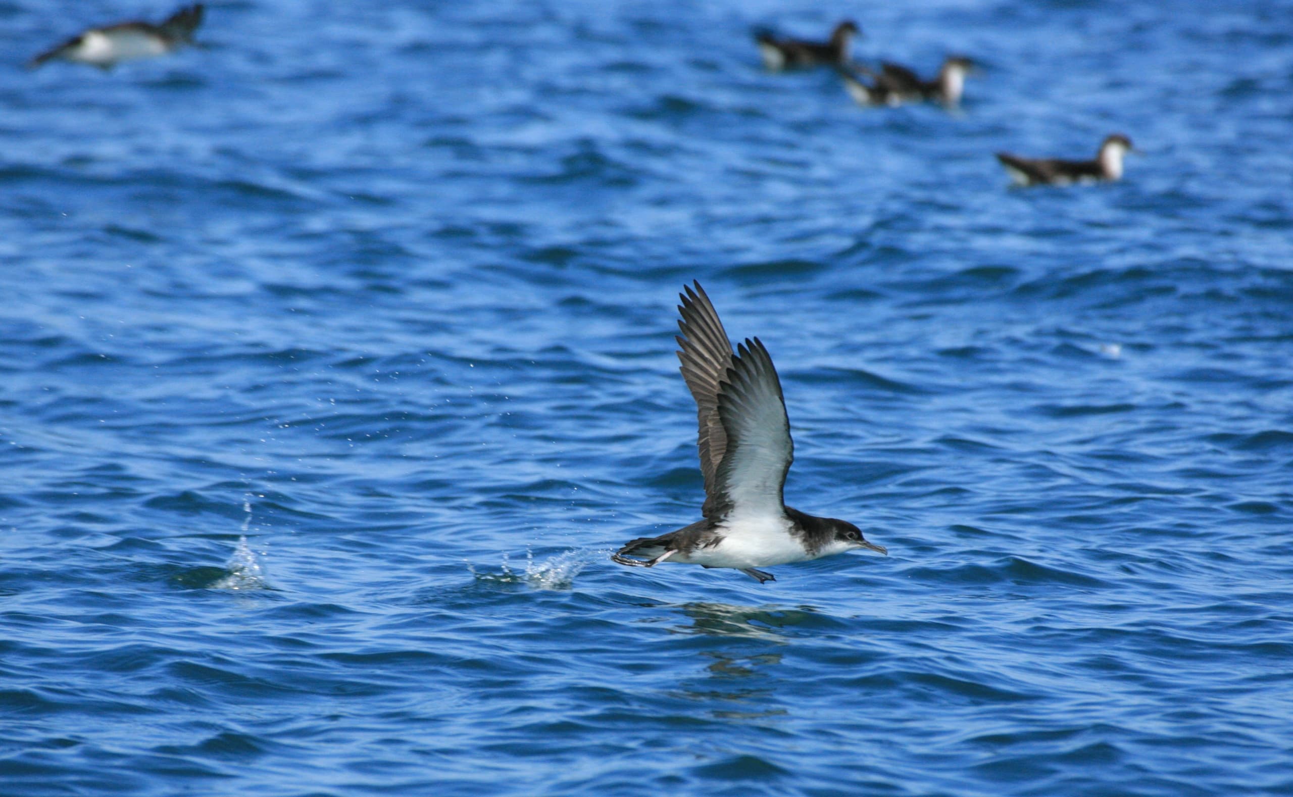 Evening Manx Shearwater Voyage