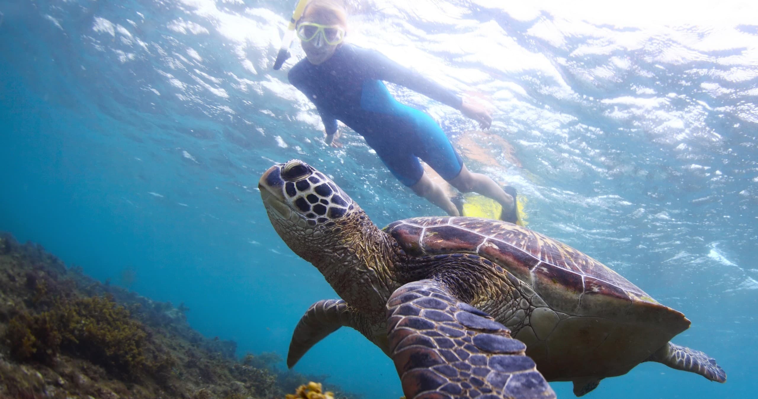 Turtle Adventure Combo PLUS