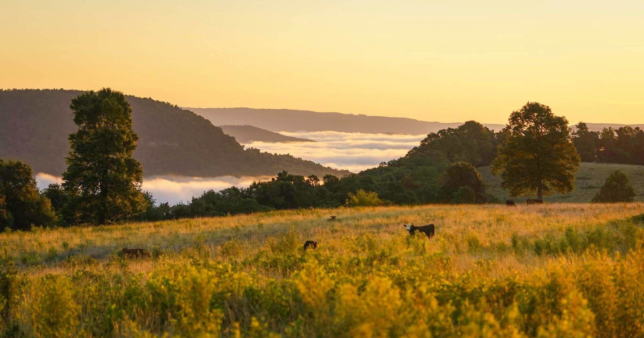 Meadow View Camp A" - RVs or Tents - Primitive Camping"
