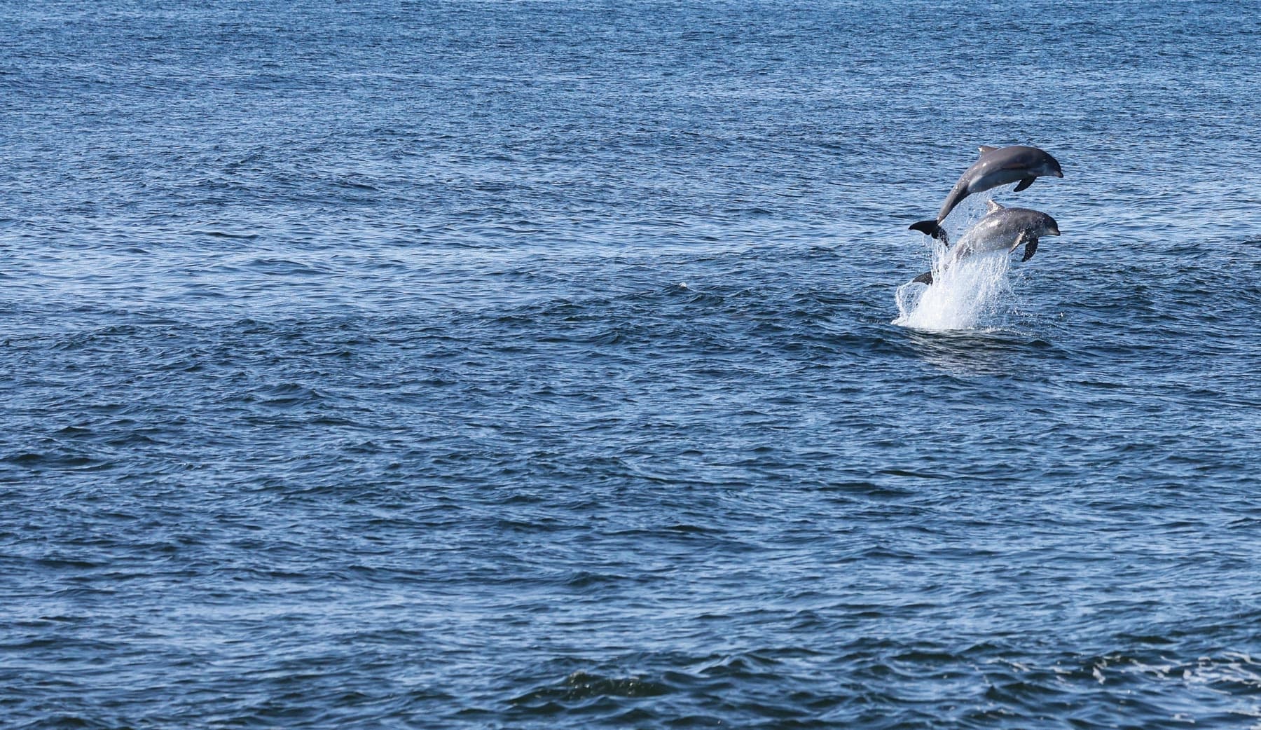Dolphin /Whale/Shark  Tour Belmar NJ 2 Hours