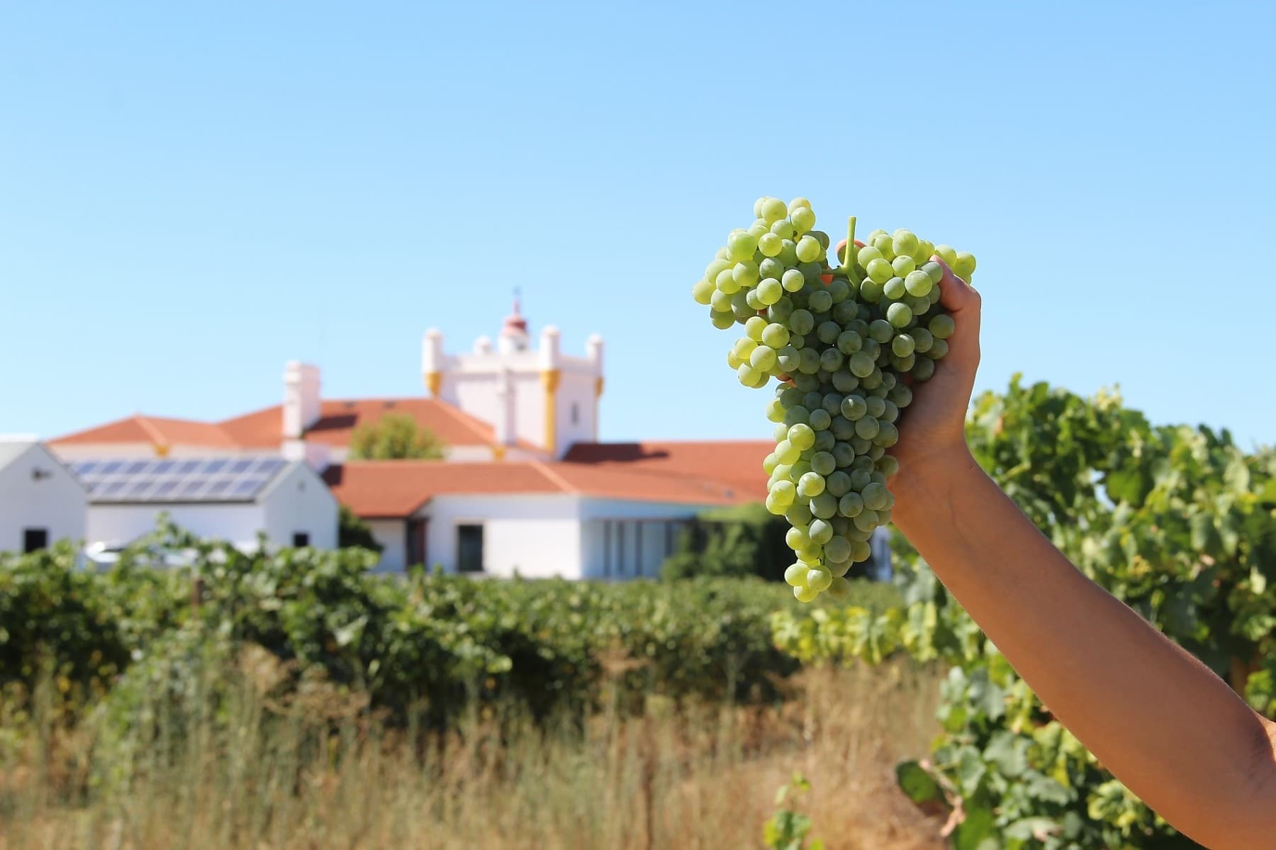 Prova de Três Vinhos (Português)