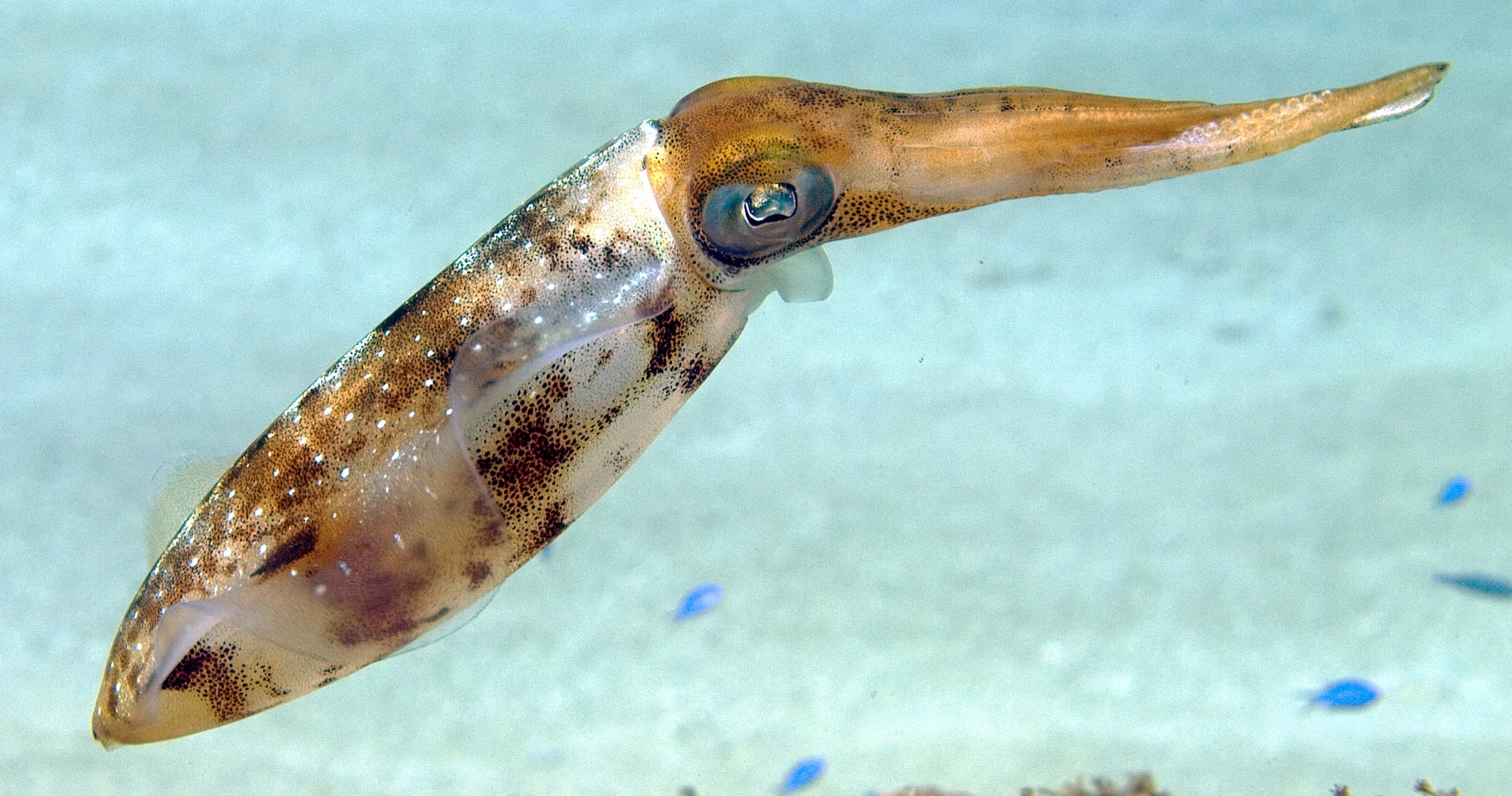 Squid: Inside & Out