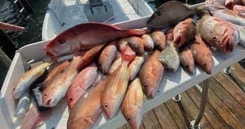 Summer Snapper & Shark Fishing Charters