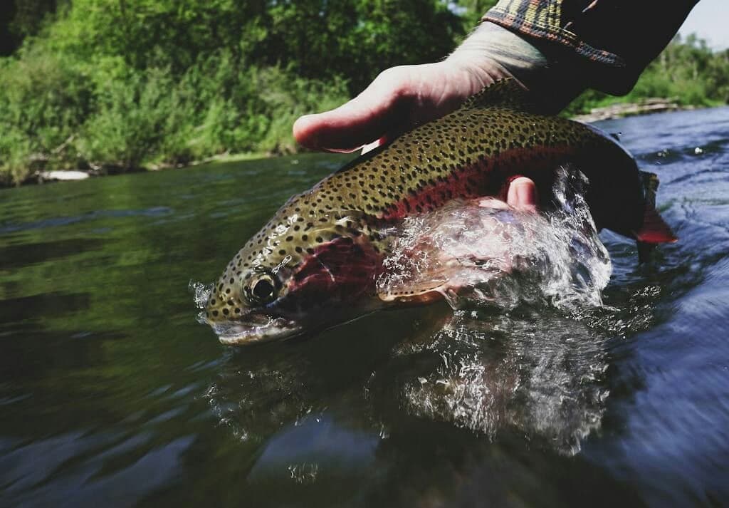 Fly Fishing