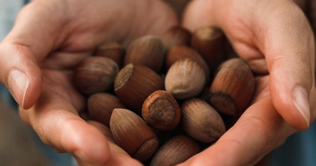 Hazelnut Farm Experience