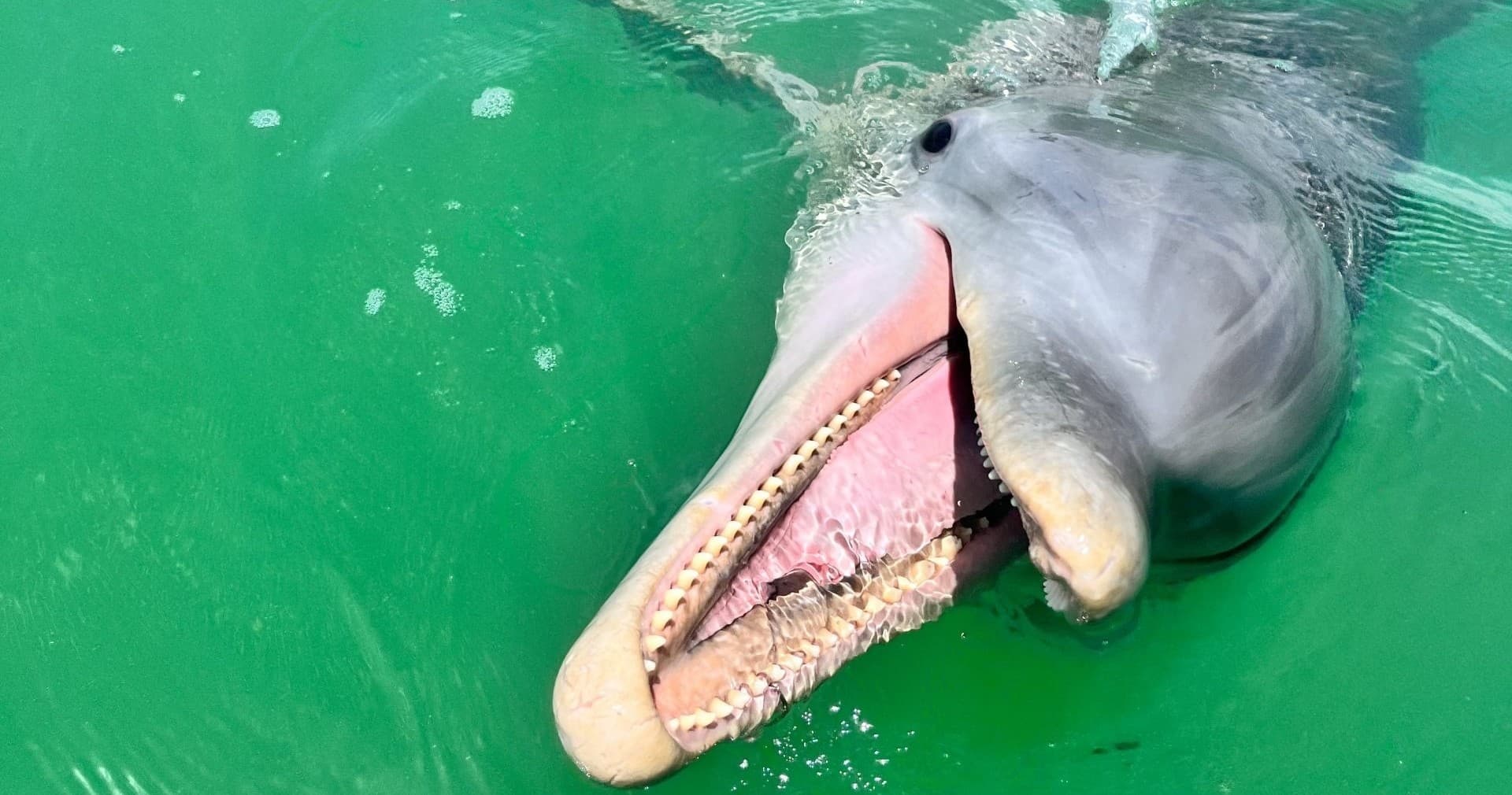 Dolphin Tours