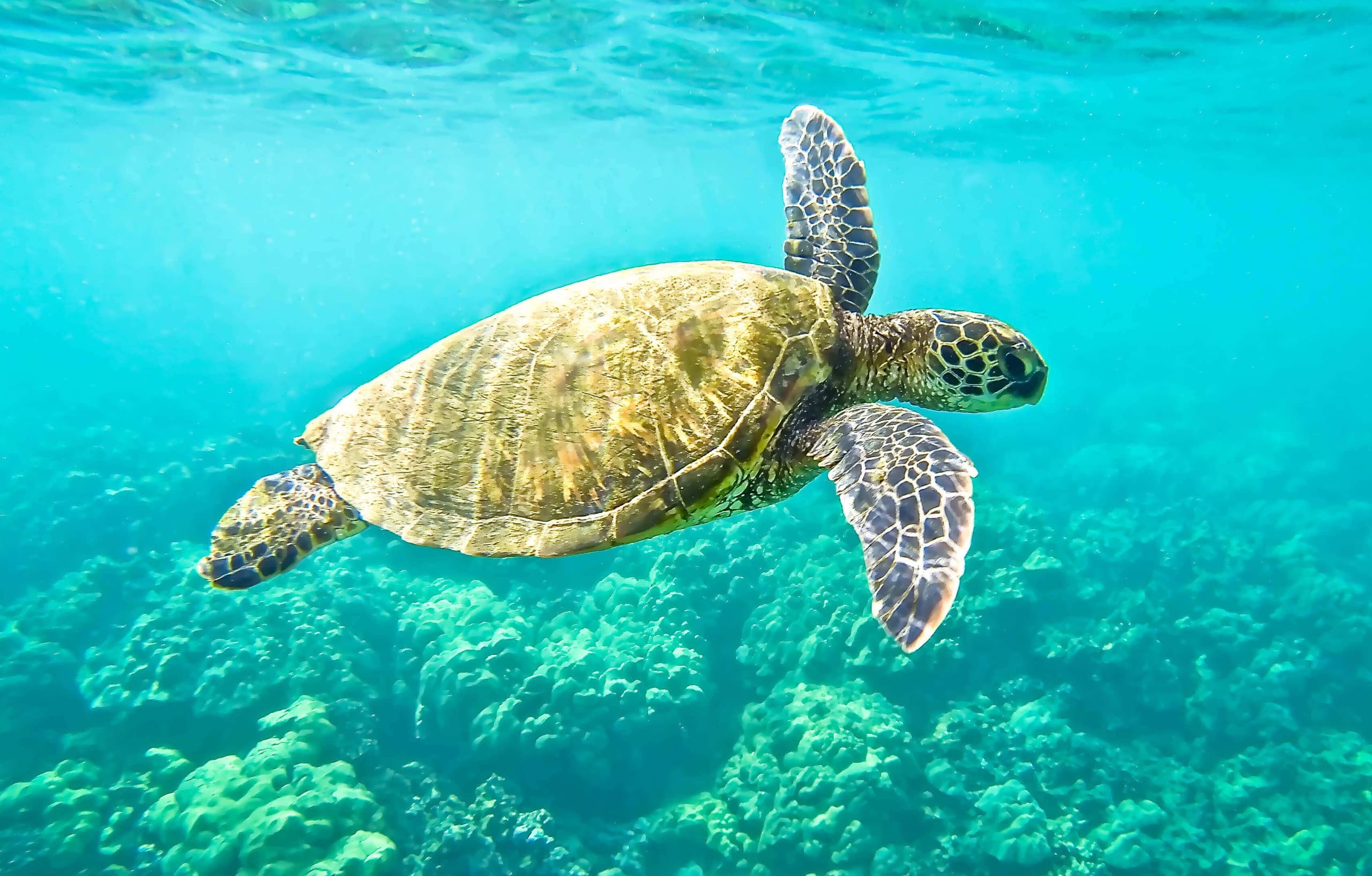 Private Oahu Ultimate Circle Island Tour Up To 33 Passengers