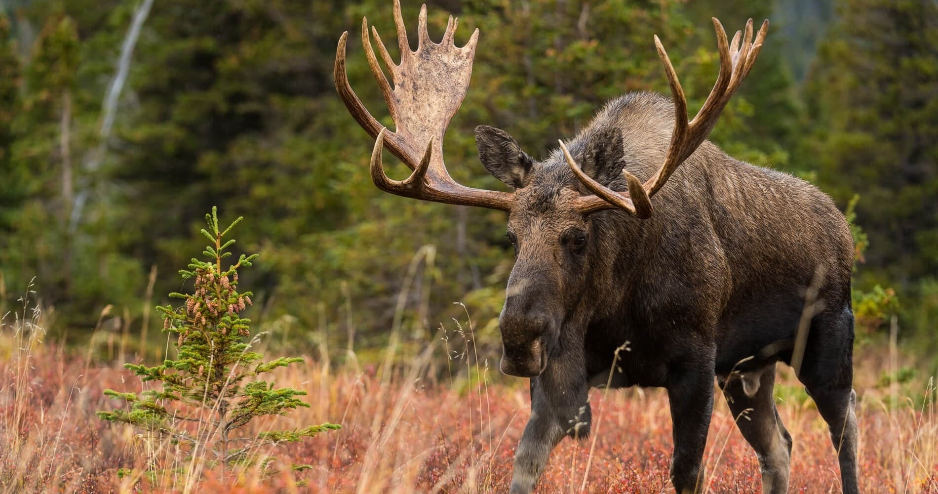 Individual Private Moose Photo Safari