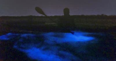 Private Bioluminescence Paddle Tour