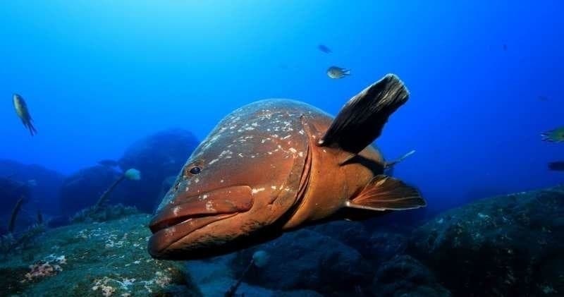 PADI Dive courses