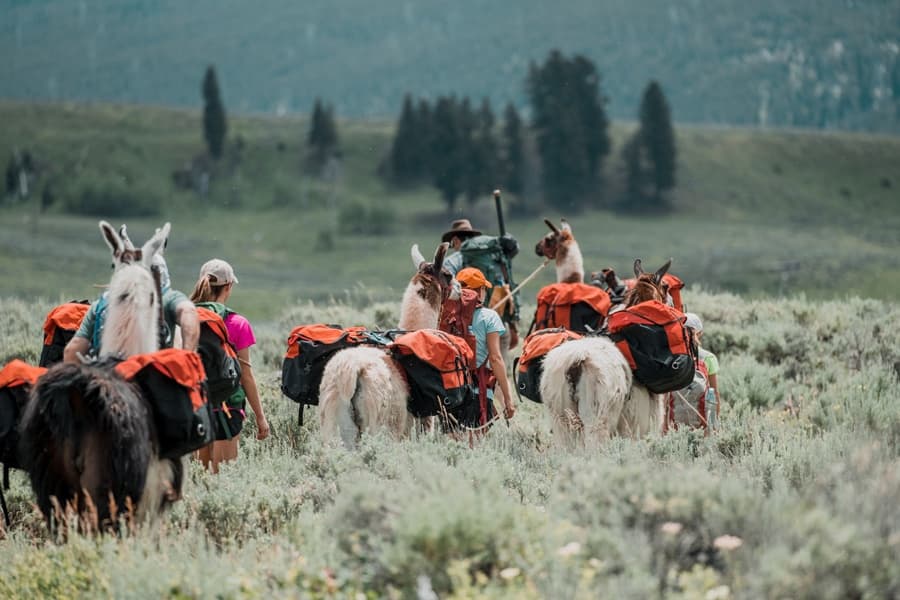 1 Hour Llama Hike